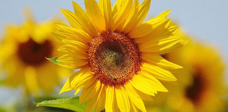 Natur blüte anlage sonne