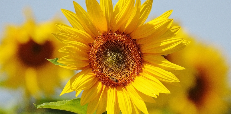 Nature blossom plant sun Photo