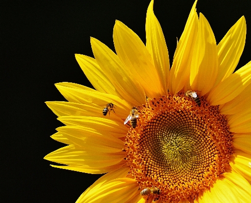 Nature blossom plant sun Photo