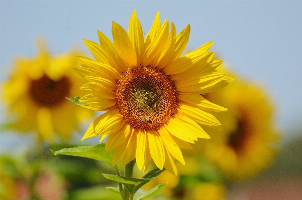 Nature blossom plant sun Photo