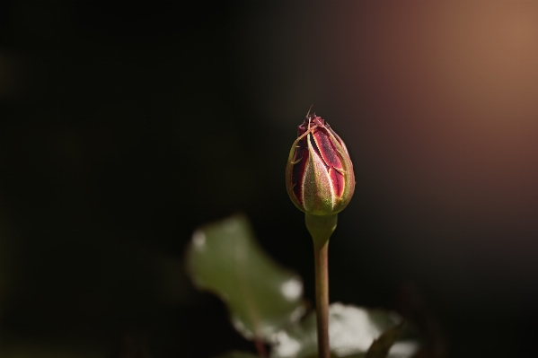 Blossom plant photography sunlight Photo