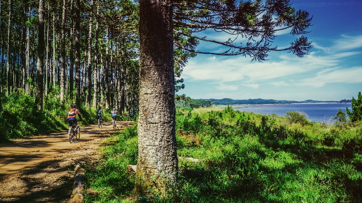 Landscape tree water nature Photo