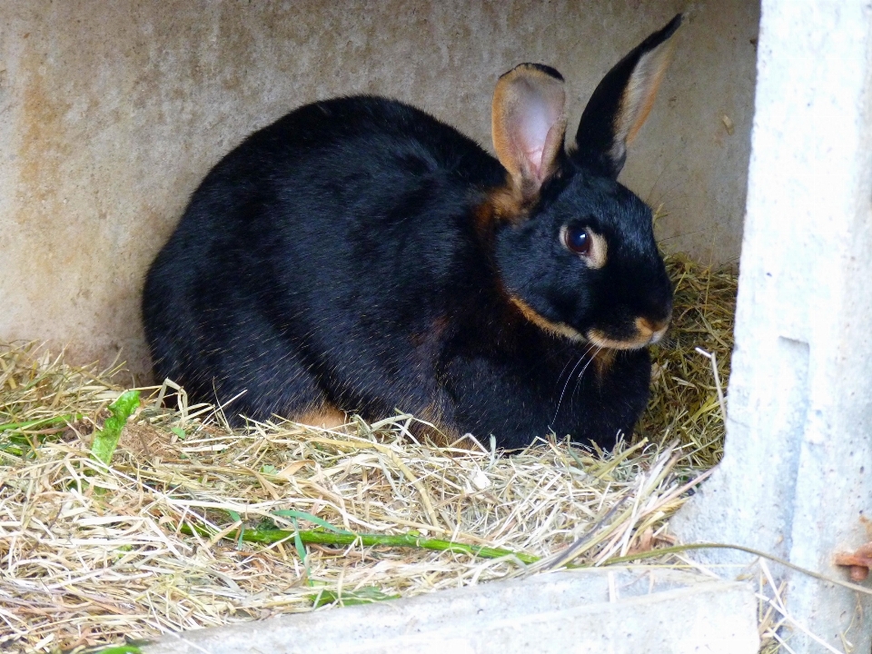 自然 干し草 かわいい 見ている