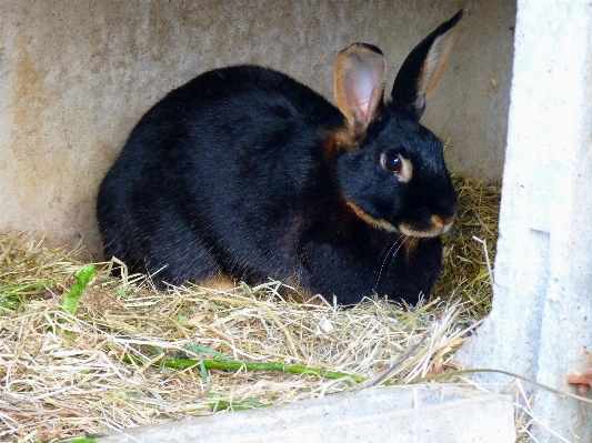 自然 干し草 かわいい 見ている 写真