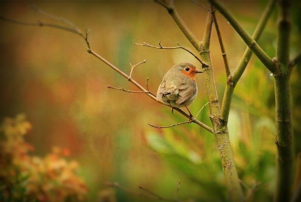 Foto Alam cabang burung daun