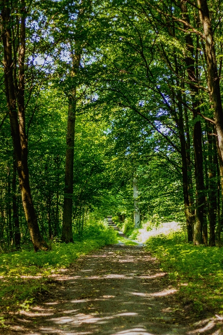 Landscape tree nature forest