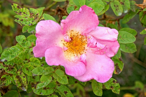 Nature blossom plant flower Photo