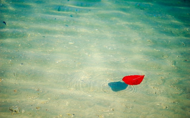 Beach sea water ocean Photo