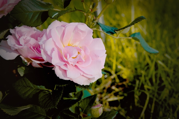 Nature blossom plant leaf Photo