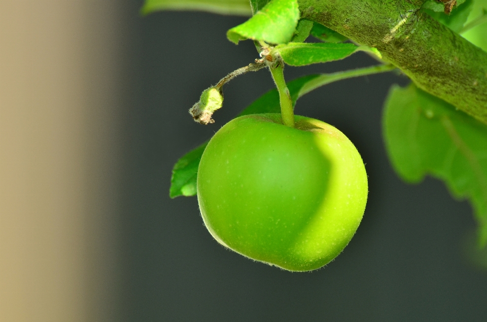 Apple 树 分支 植物