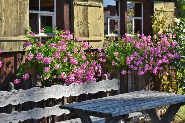 Plant wood farm flower Photo