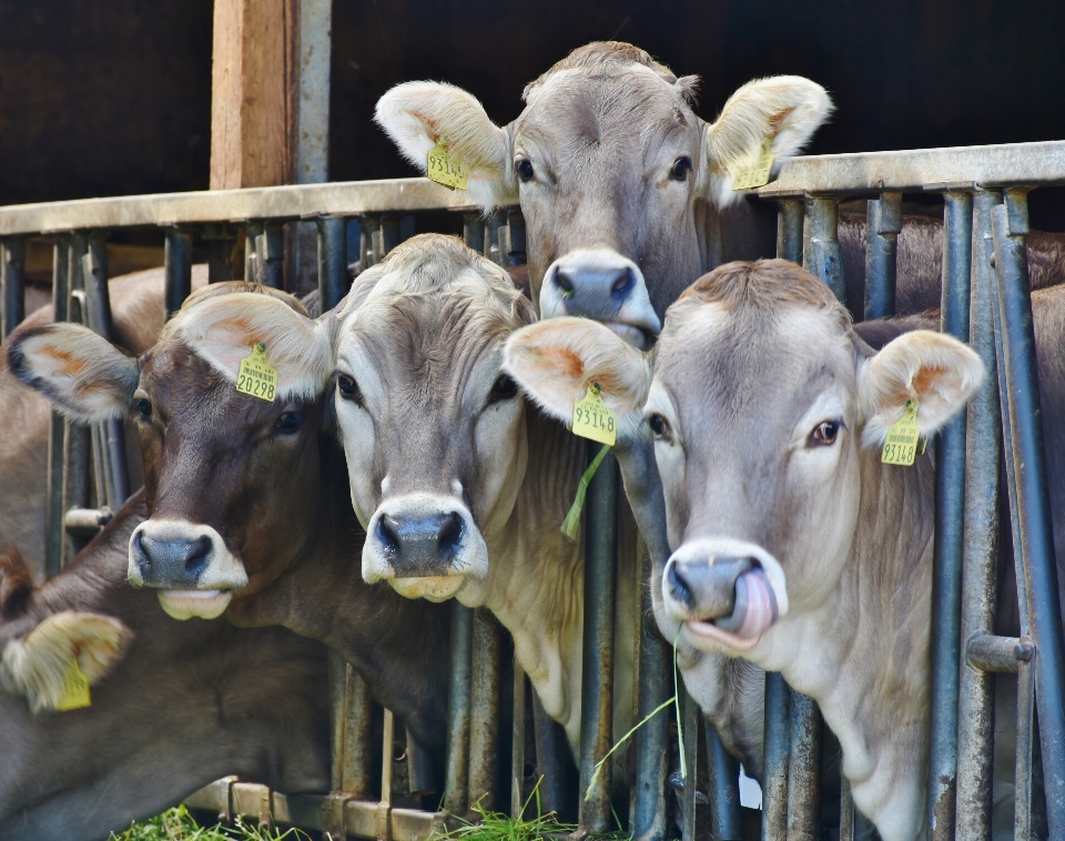 Nature grass farm animal