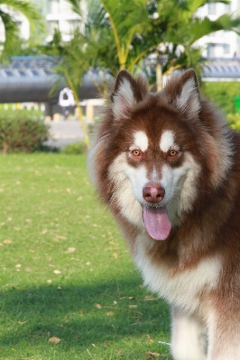 Foto All'aperto cane animale carino