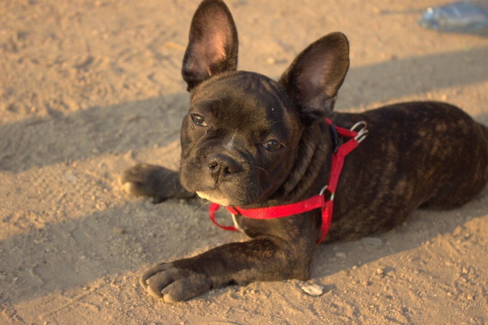 Köpek yavrusu hayvan sevimli