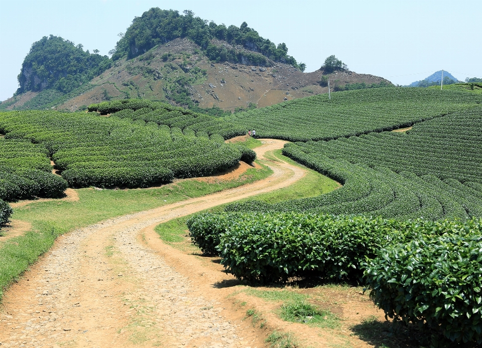 Paesaggio campo azienda agricola tè