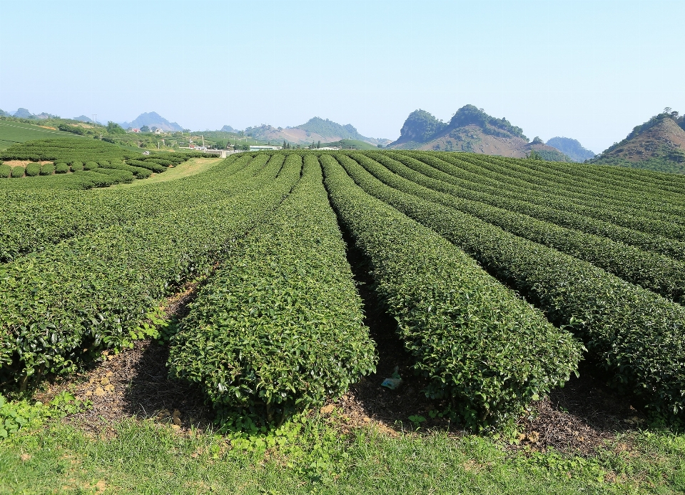 植物 分野 お茶 花