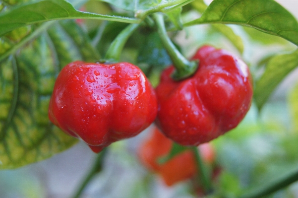 Foto Planta fruta flor alimento