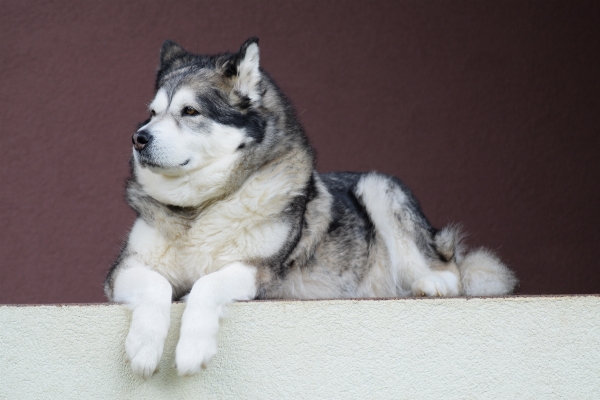 犬 哺乳類 脊椎動物
 犬種
 写真