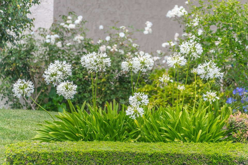 Alam rumput mekar tanaman