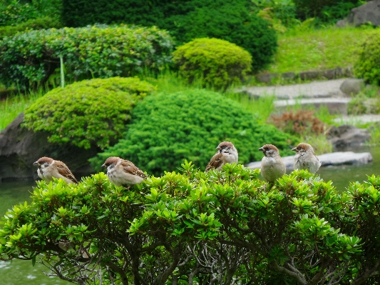 木 植物 芝生 花 写真