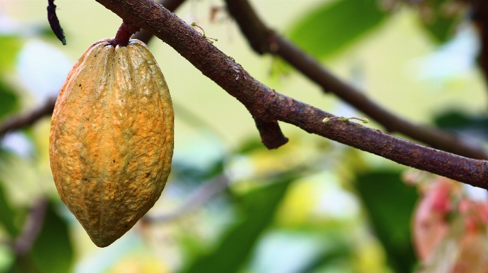 Foto árvore filial plantar fruta