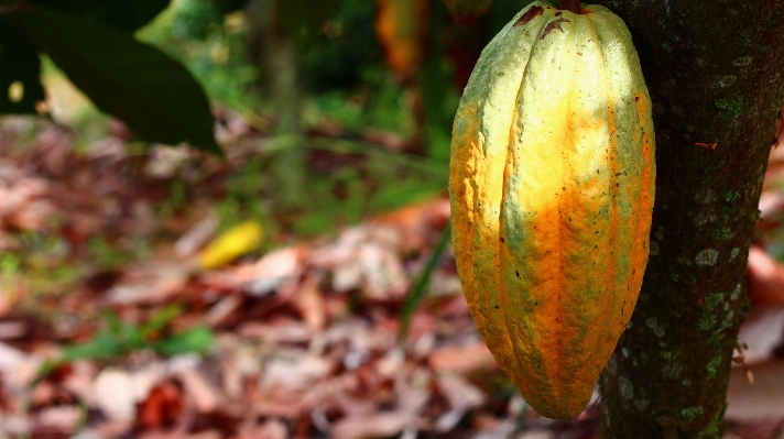 Foto árbol naturaleza rama planta