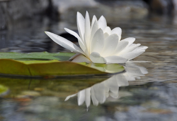 Water nature grass blossom Photo