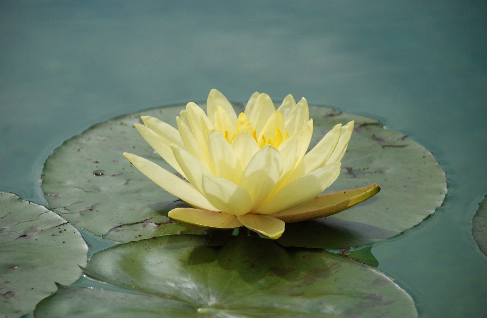 Water nature blossom plant