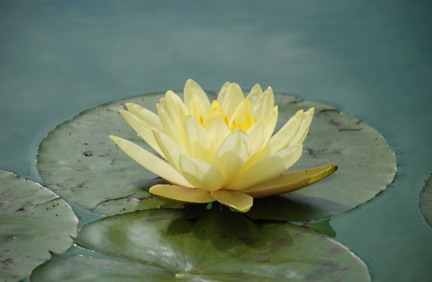 Water nature blossom plant Photo