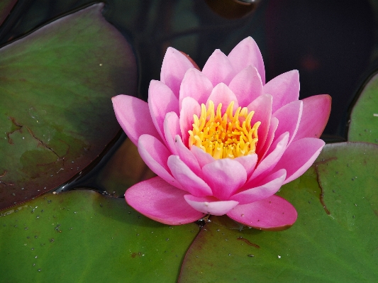 Water nature blossom plant Photo