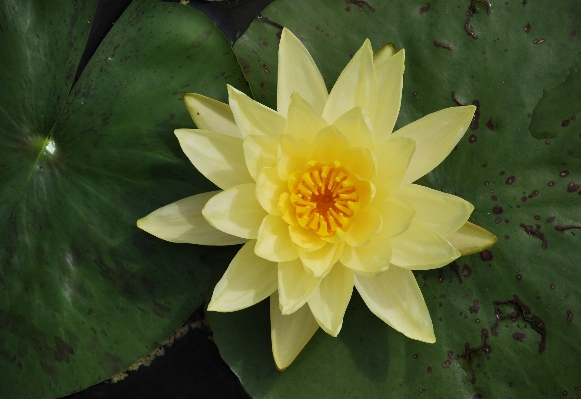 Water nature blossom plant Photo