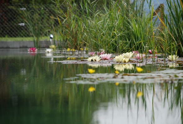 Water nature grass blossom Photo