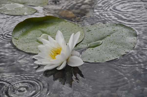 Water nature blossom plant Photo