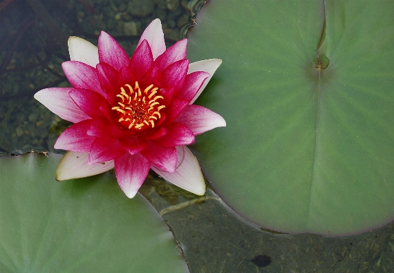 Water nature blossom plant Photo