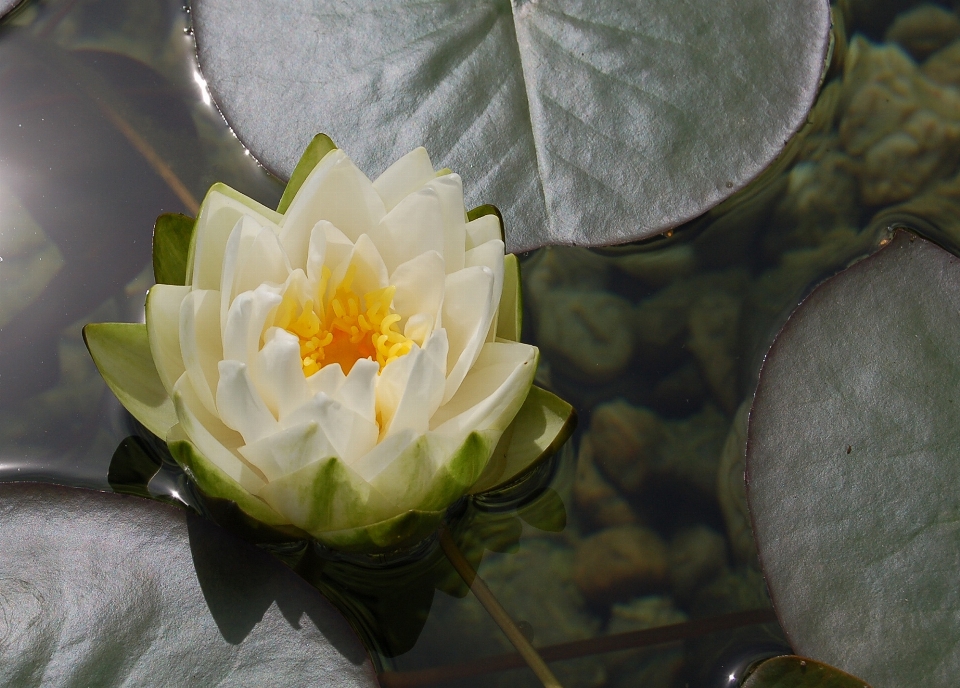 Water nature blossom plant