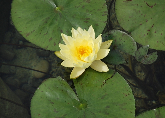 Water nature blossom plant Photo