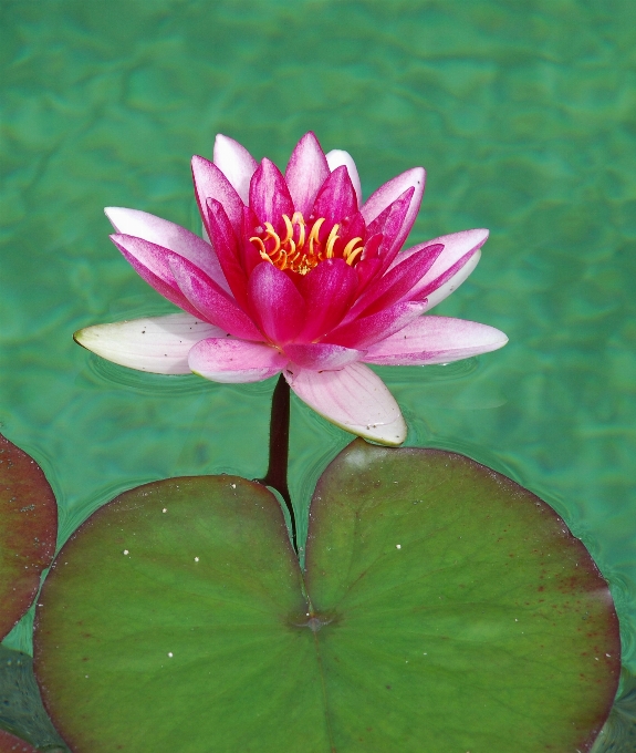 Water nature blossom plant