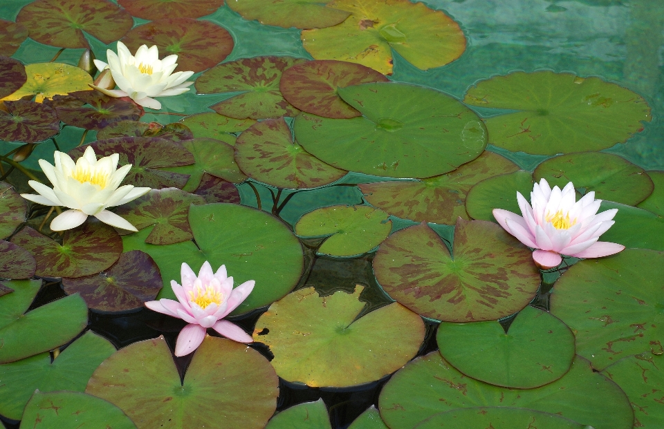 水 自然 花 植物