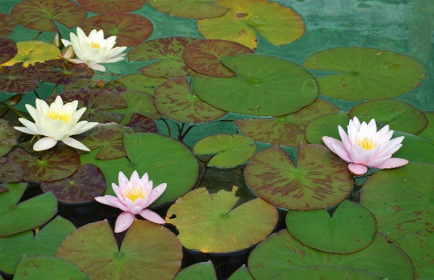 Water nature blossom plant Photo