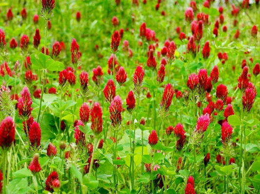 Nature plant field lawn Photo