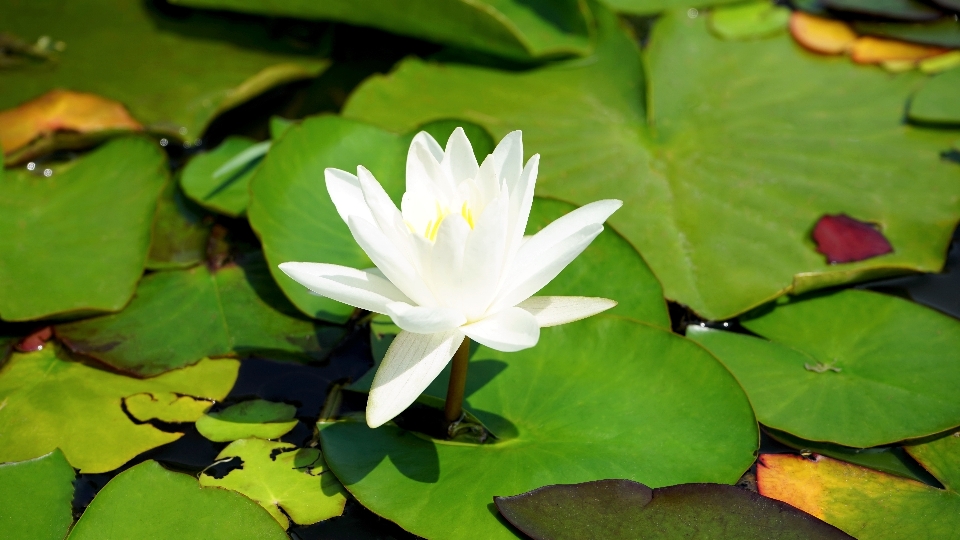 水 自然 アウトドア 花