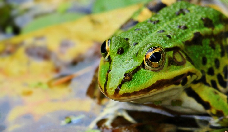 Water pond wildlife green