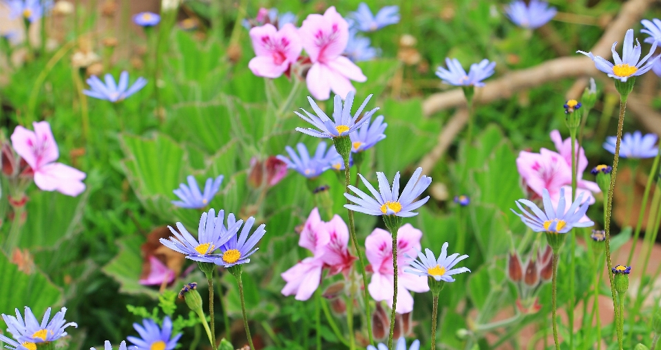 Nature grass blossom plant