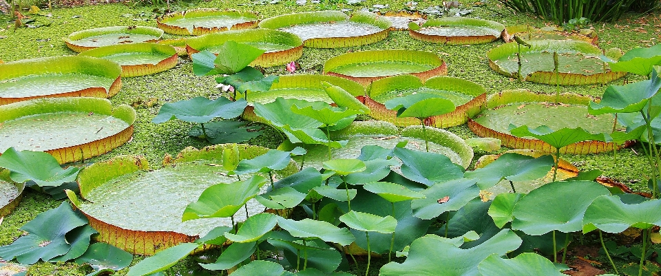 дерево вода природа растение