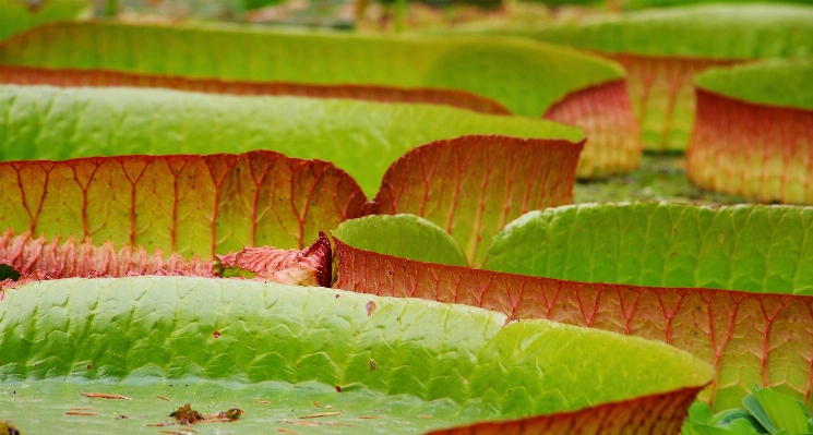 Water nature plant fruit Photo