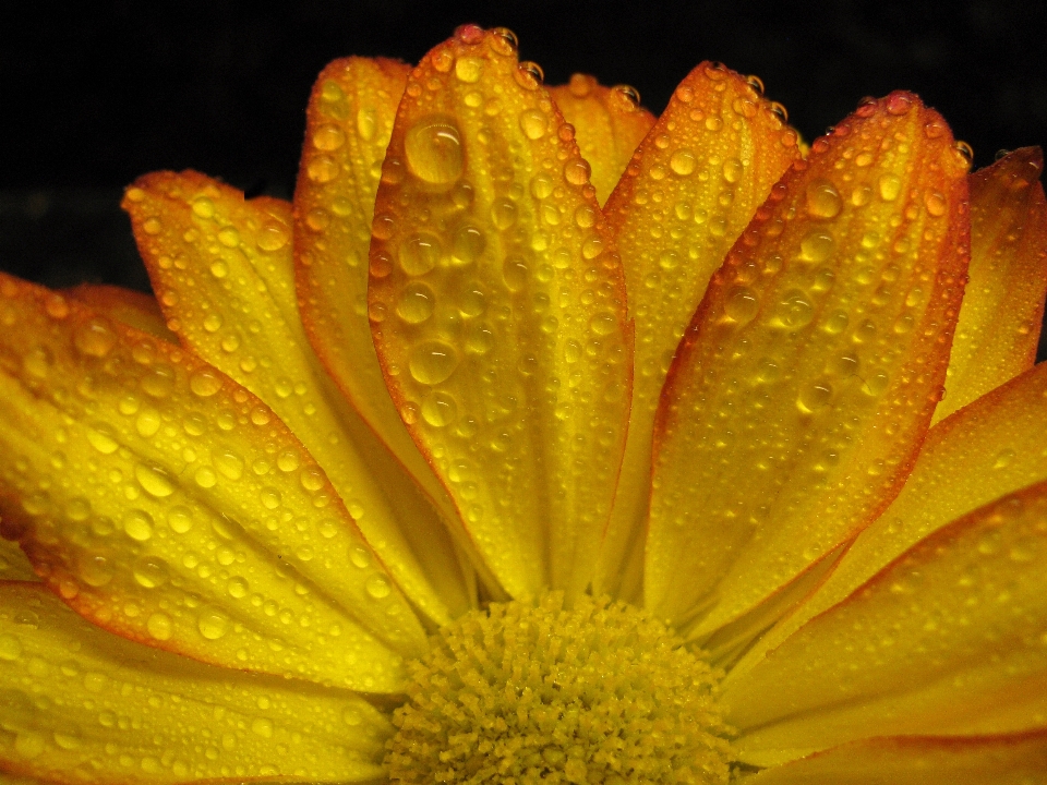 Natura fiore pianta fotografia