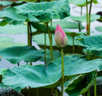 Plant leaf flower petal Photo