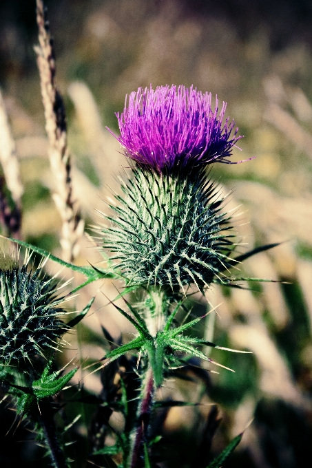 Natur gras anlage feld