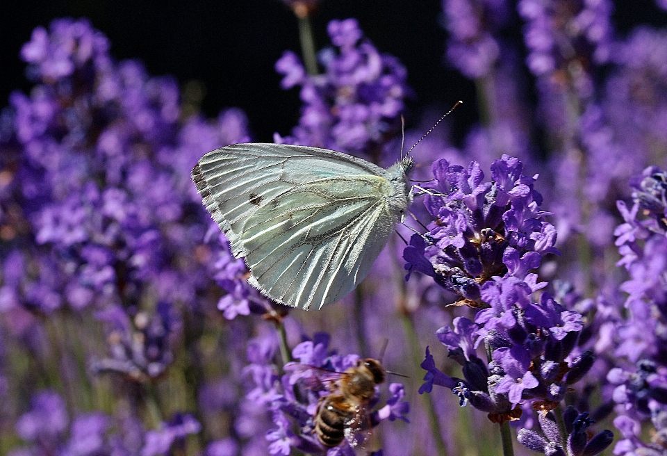 Natur anlage blume insekt