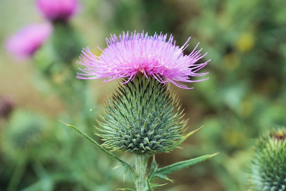 Natur blüte stachelig
 anlage